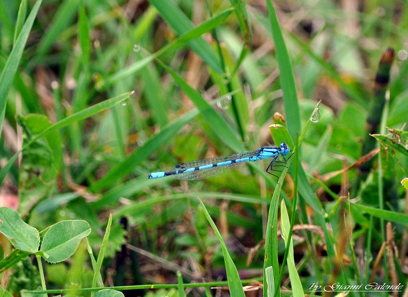 Coenagrioniadae Cercion lindenii?